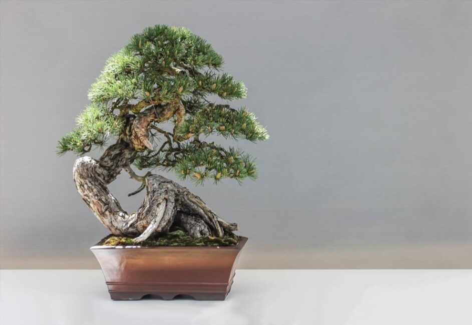 jaka doniczka do fikusa bonsai